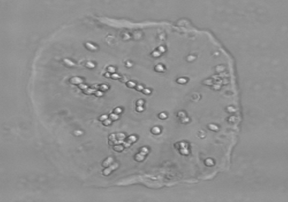 Selected microwells ready for sequencing, proliferation, or further sorting in TROVO.