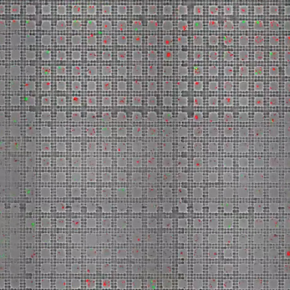 150x100μm microwells