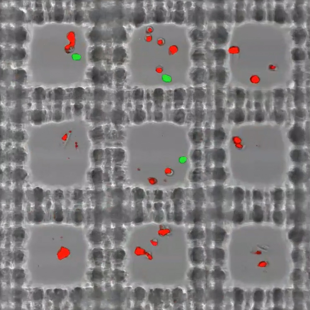 150x100μm microwells