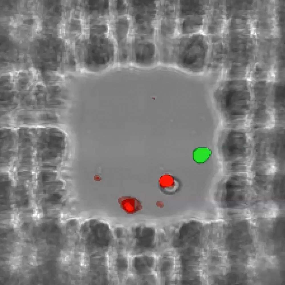 A single microwell in a 150x100 array