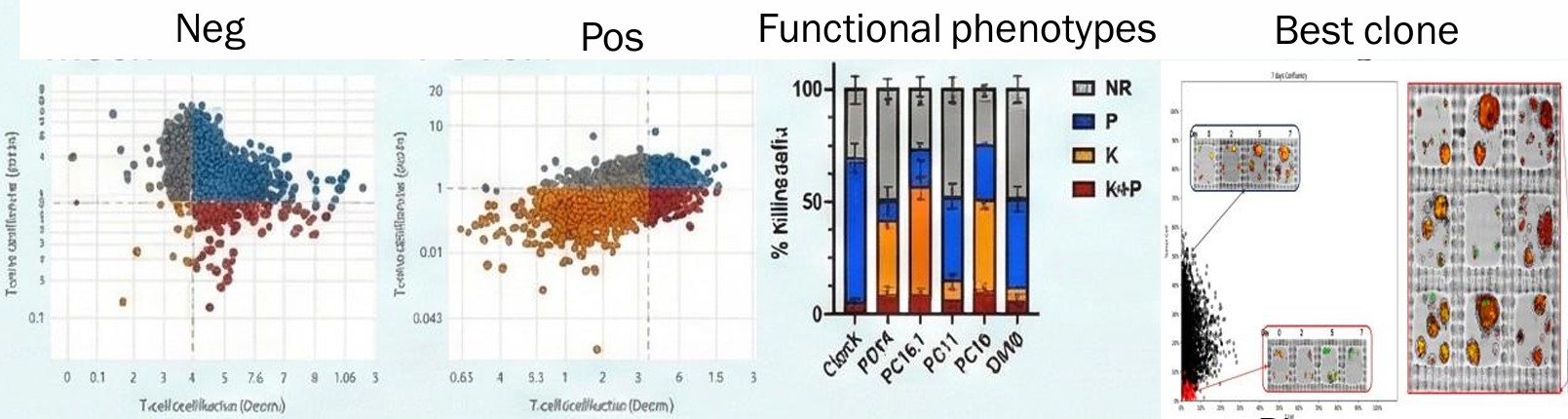 Functional phenotype profiling