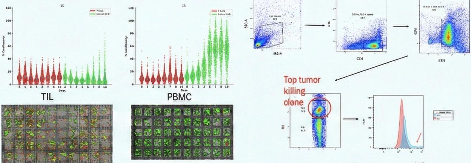 TIL phenotyping screening and enrichment