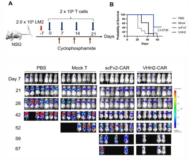 In vivo validation