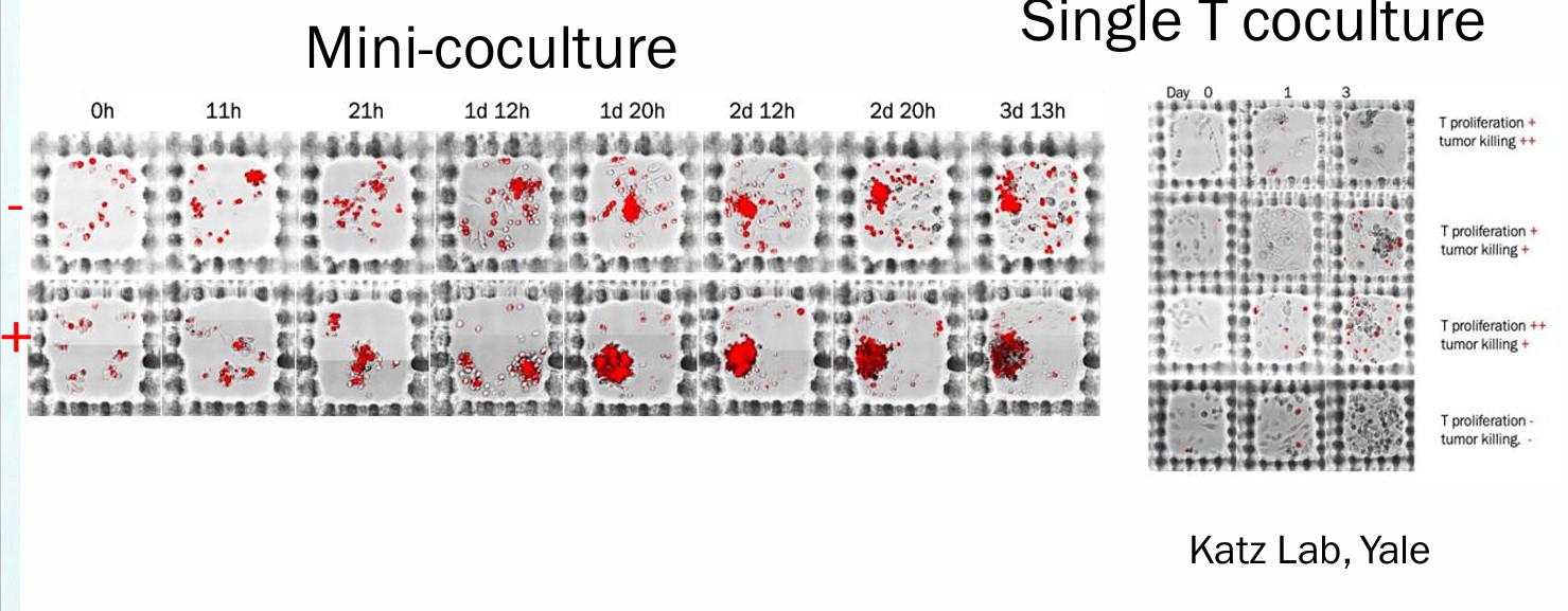 Single cell killing kinetics E:T 1:10
