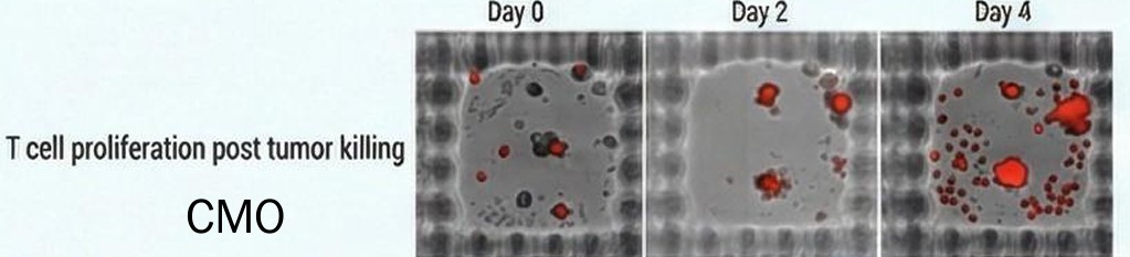 T cell proliferation post tumor killing
