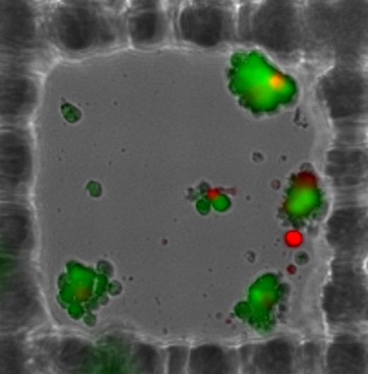 Individual microwell detail 1
