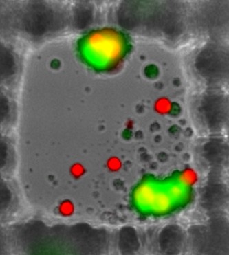Individual microwell detail 2